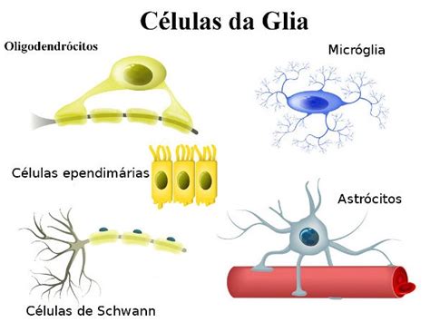 celulas da glia-4